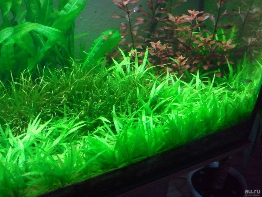 Эхинодорус нежный тенеллус