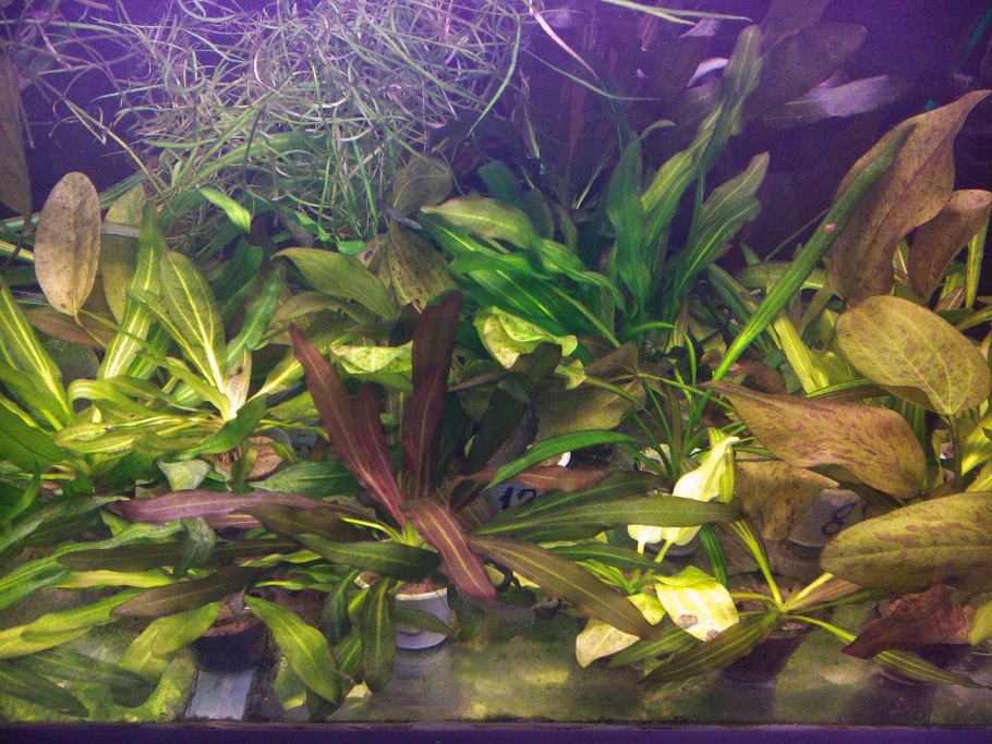 Эхинодорус квадрикостатус