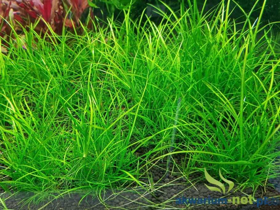 Эхинодорус нежный меристемный