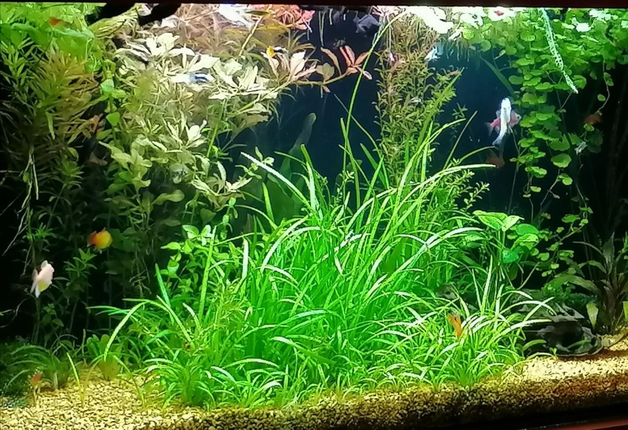 Эхинодорус нежный тенеллус