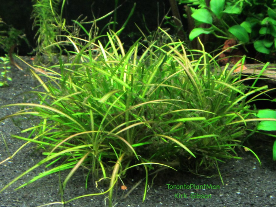 Хелантиум (Эхинодорус