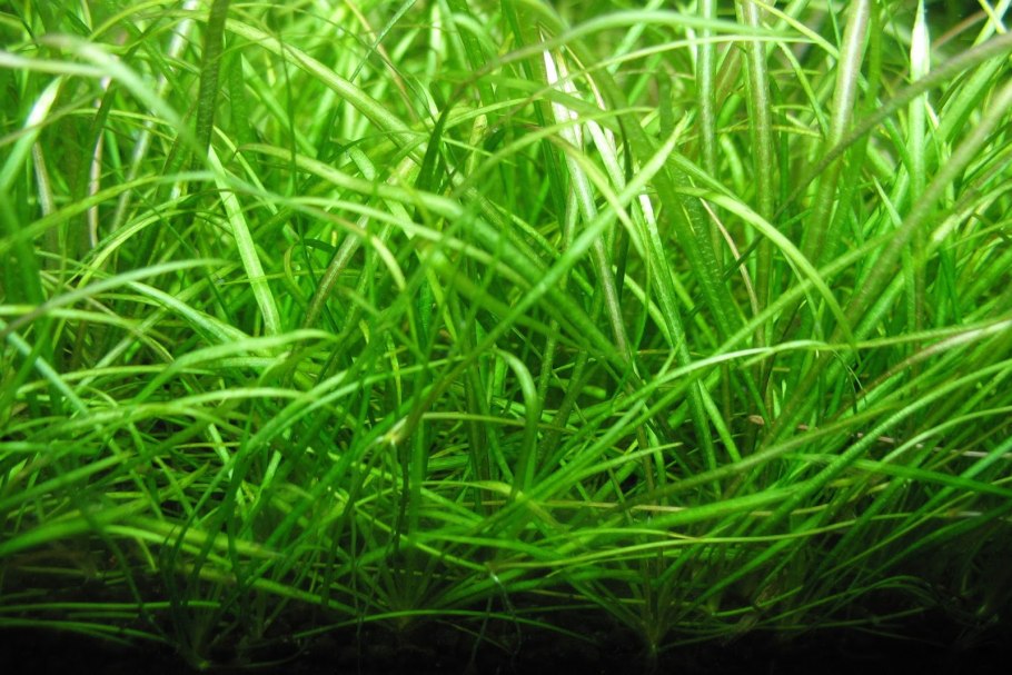 Сагиттария аквариумное растение