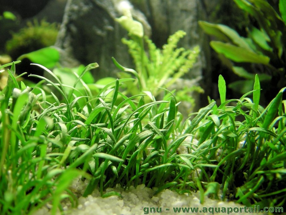 Лилеопсис бразильский аквариумное растение