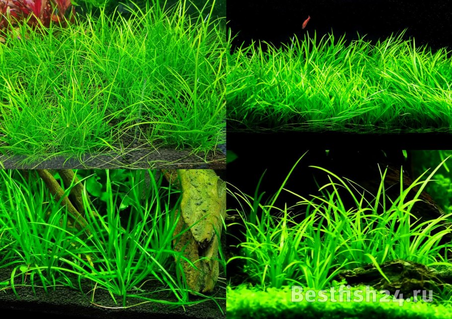 Эхинодорус Блехера