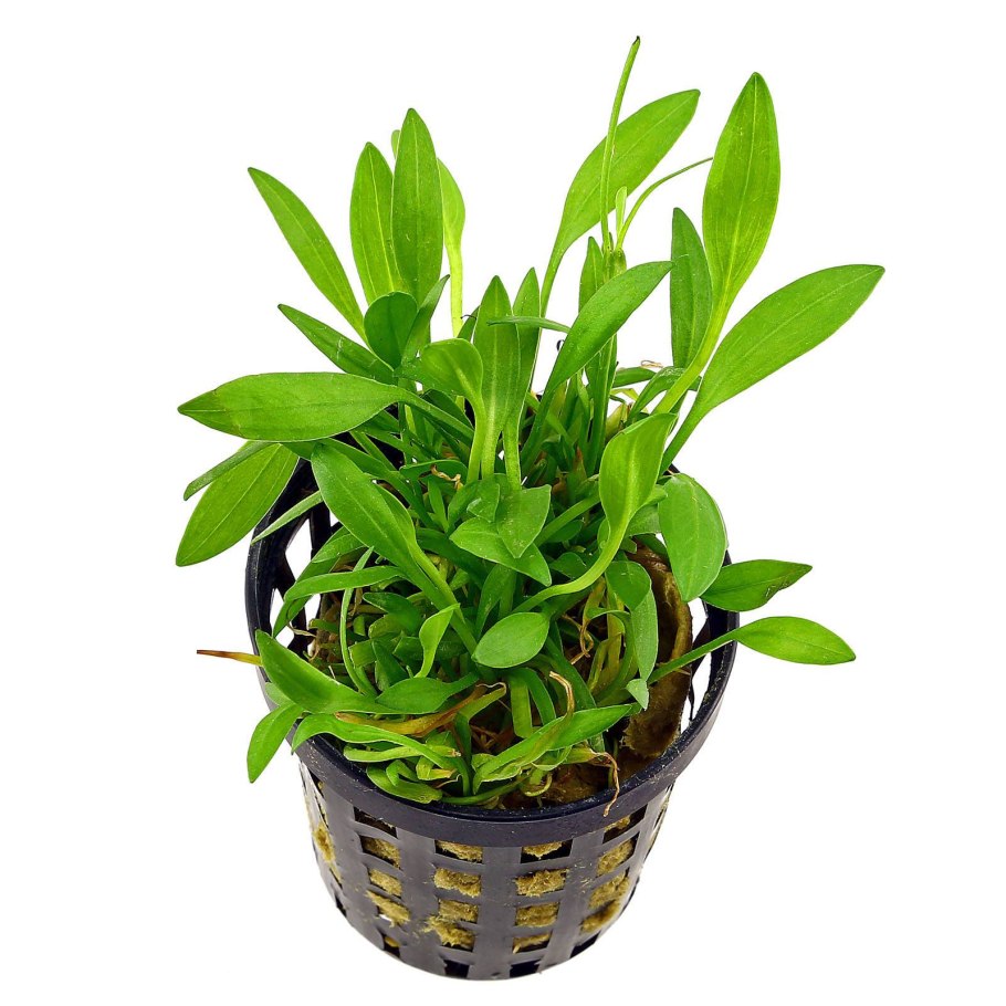 Echinodorus tenellus