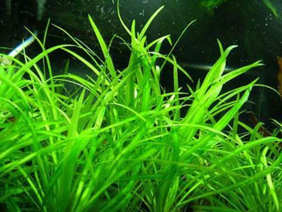 Эхинодорус квадрикостатус