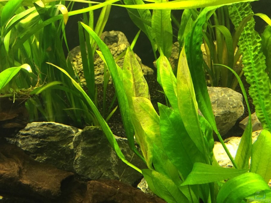 Картинка аквариумных растений смешная