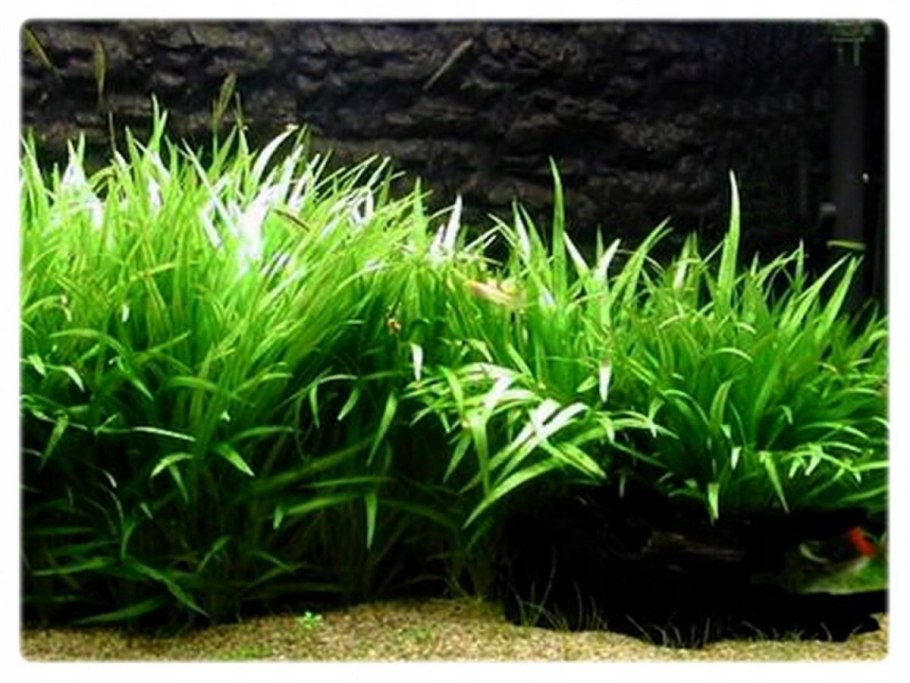 Эхинодорус тенеллус