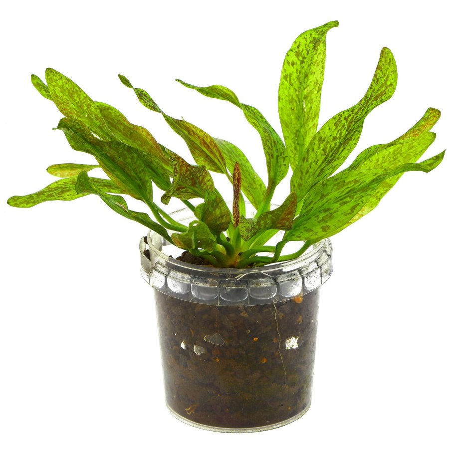 Эхинодорус оцелот зеленый