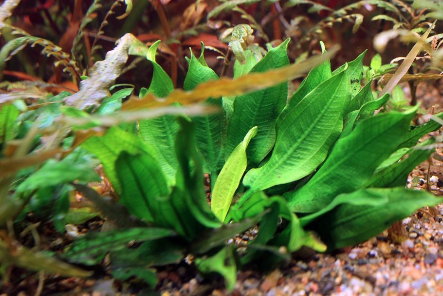 Эхинодорус тенеллус