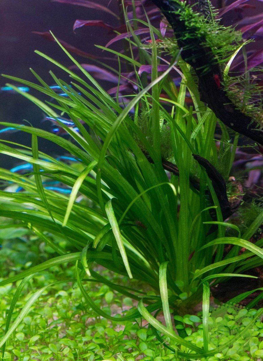 Сагиттария Эхинодорус