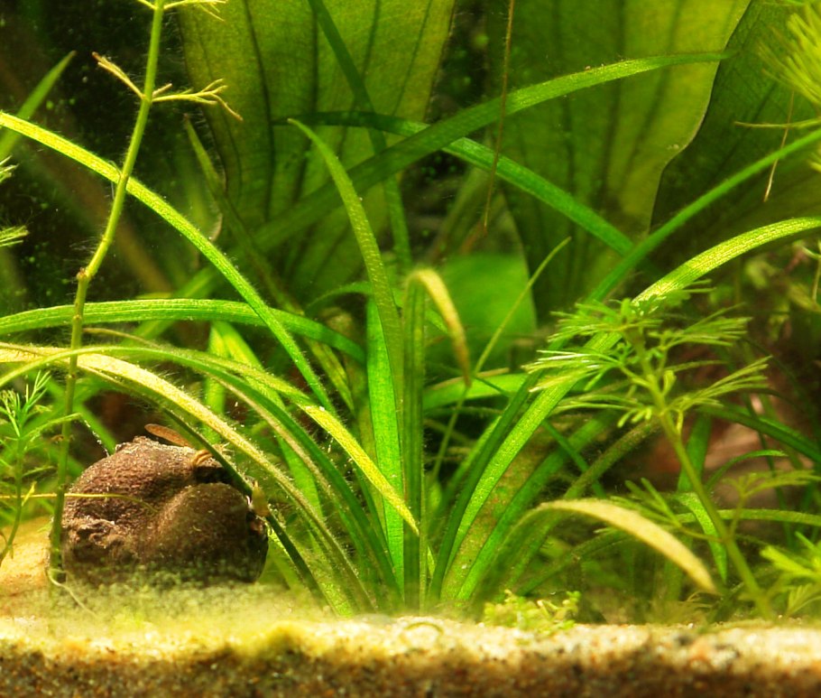 Echinodorus tenellus Эхинодорус тенеллус