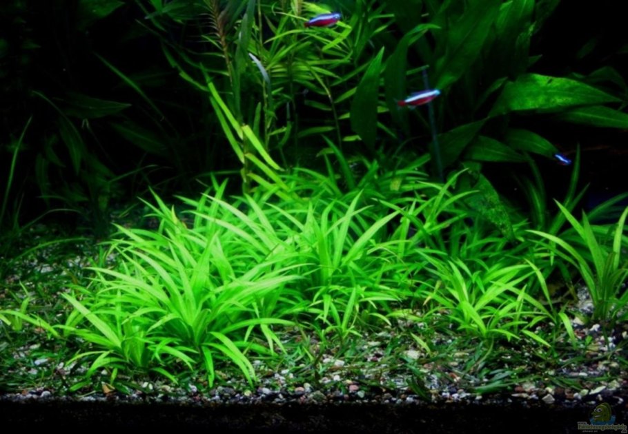 Эхинодорус узколистный