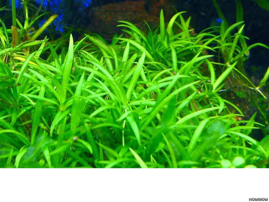 Лилеопсис маврикийский