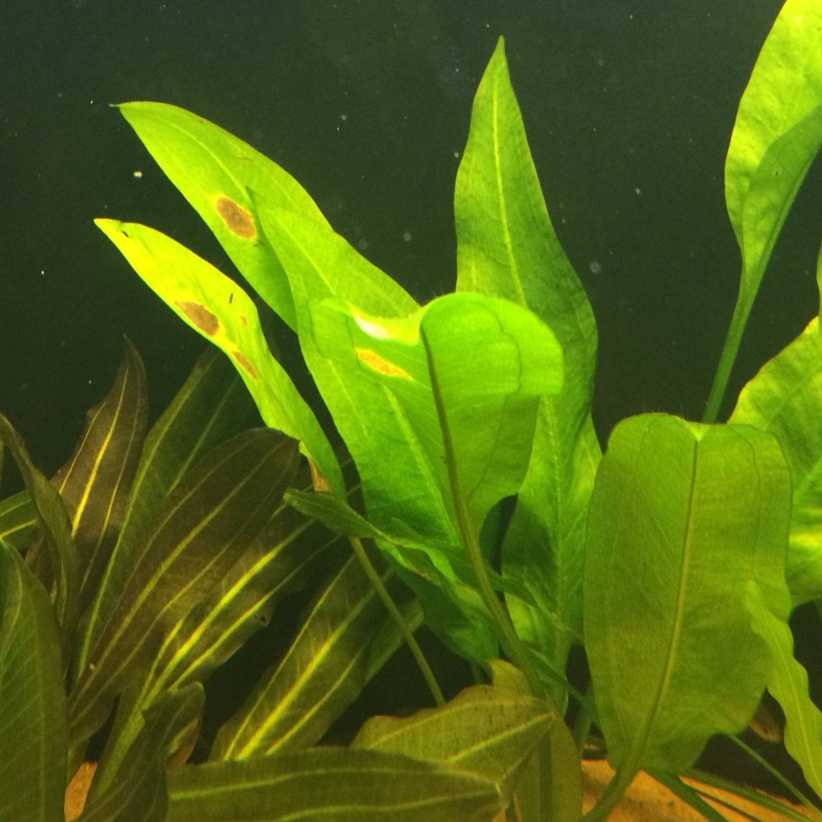 Эхинодорус четырехреберный