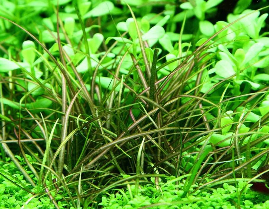 Эхинодорус хот Пеппер