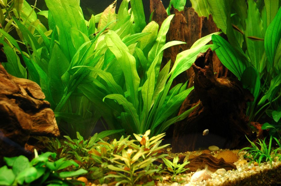 Эхинодорус блехера аквариумное