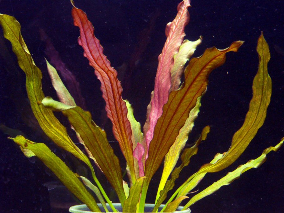 Сагиттария стрелолист