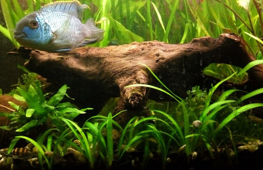 Эхинодорус амазонский