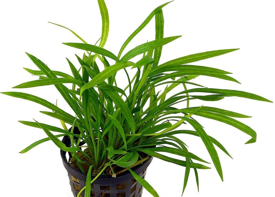 Эхинодорус тенеллус