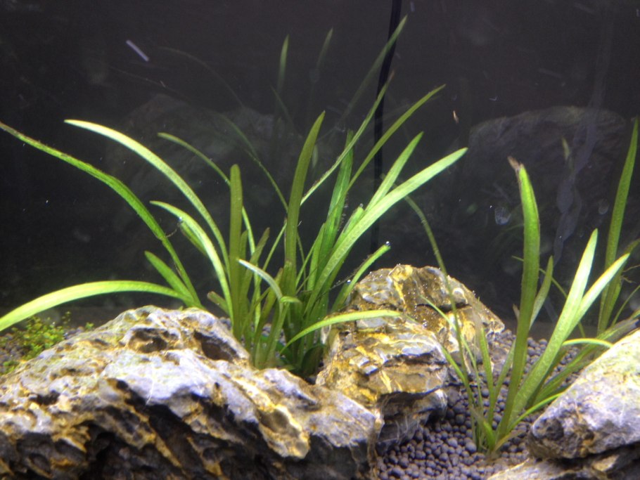 Валлиснерия гигантская аквариумное растение