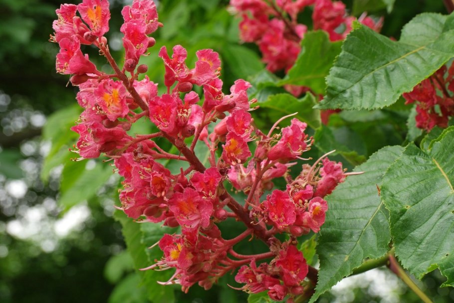 Каштан конский Бриотти