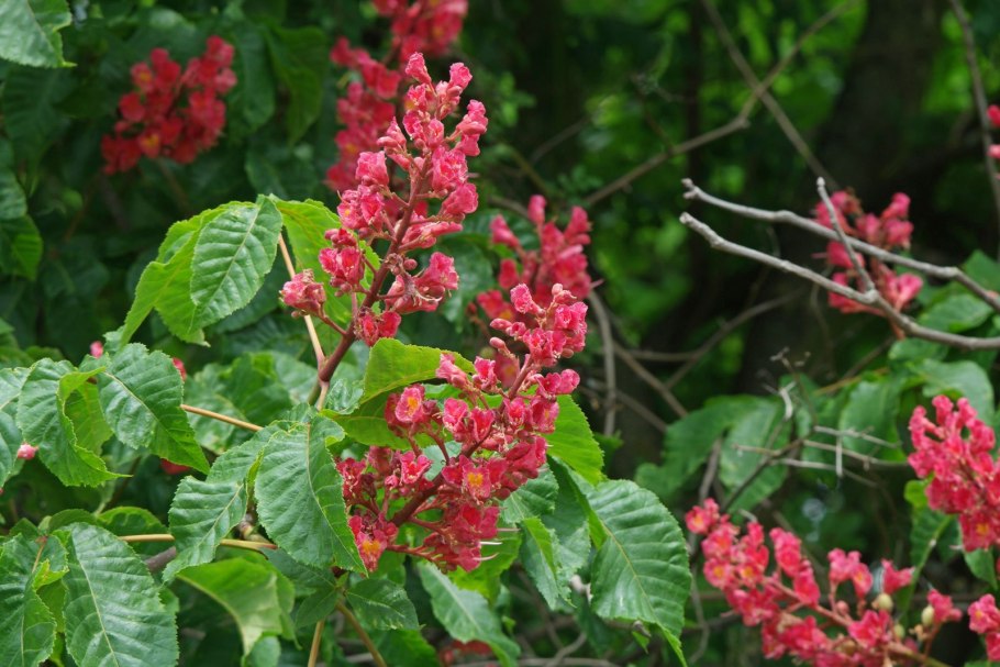 Конский каштан мясо-красный