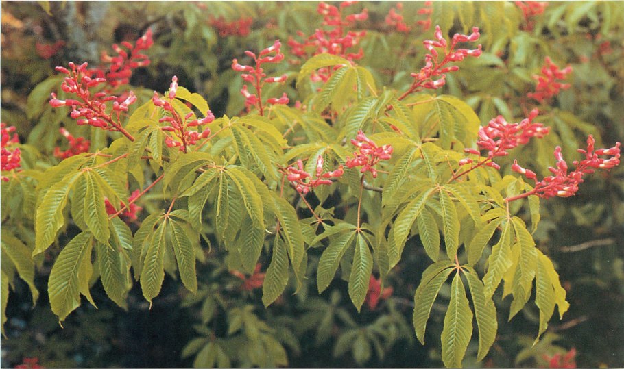 Каштан конский орех