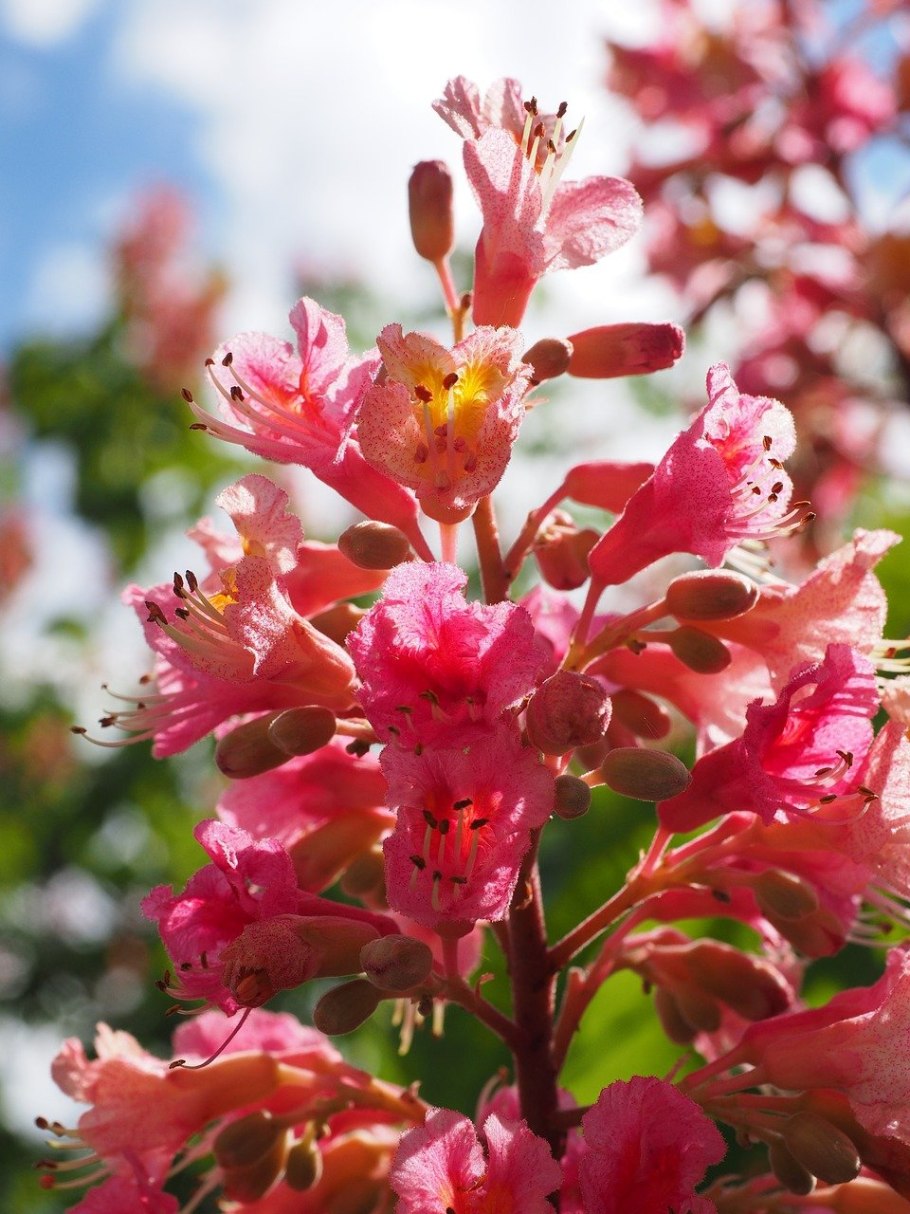 Конский красный Маргината