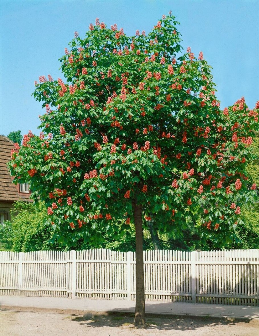 Конский каштан atrosanguinea