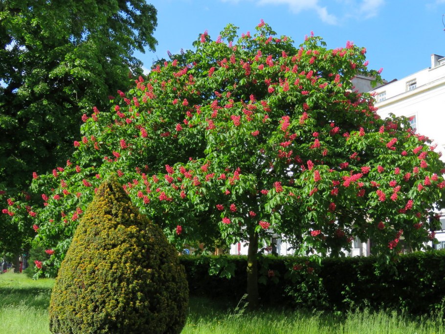 Конский каштан Павия