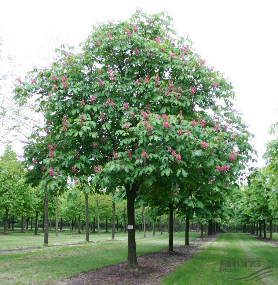 Конский каштан мясо-красный Aesculus carnea