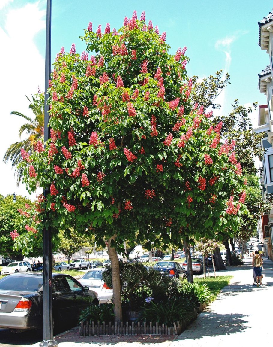 Каштан бриоти aesculus carnea «briotii»