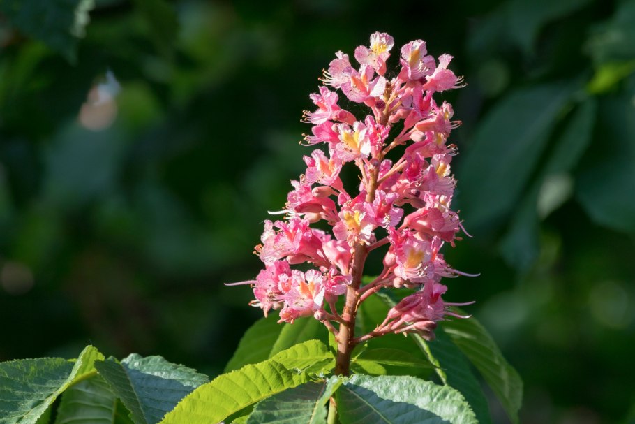 Каштан мясокрасный Бриоти