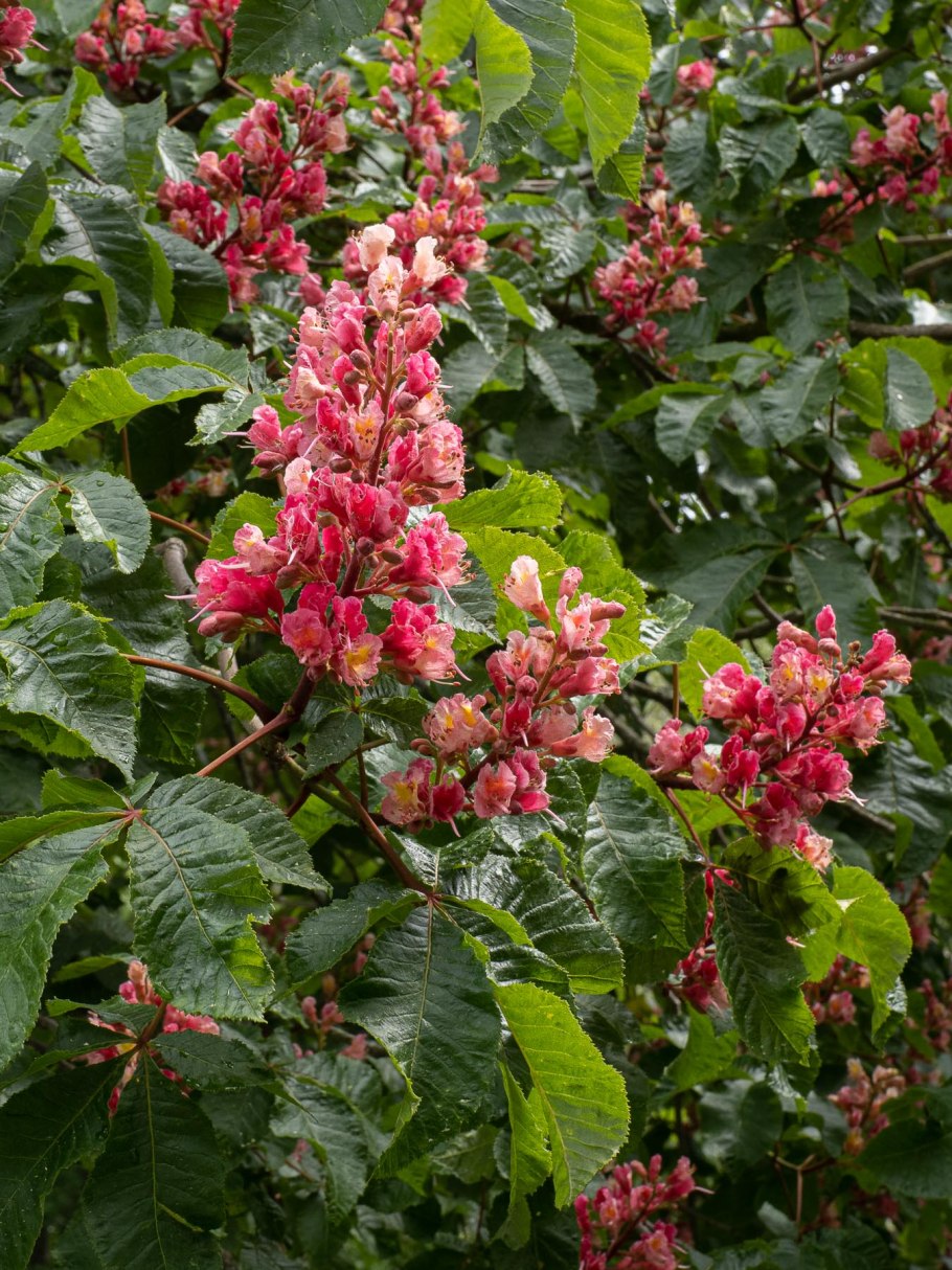 Конский каштан мясо красный