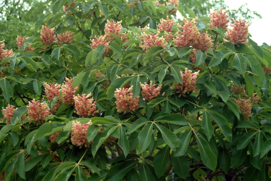 Каштан Briotii