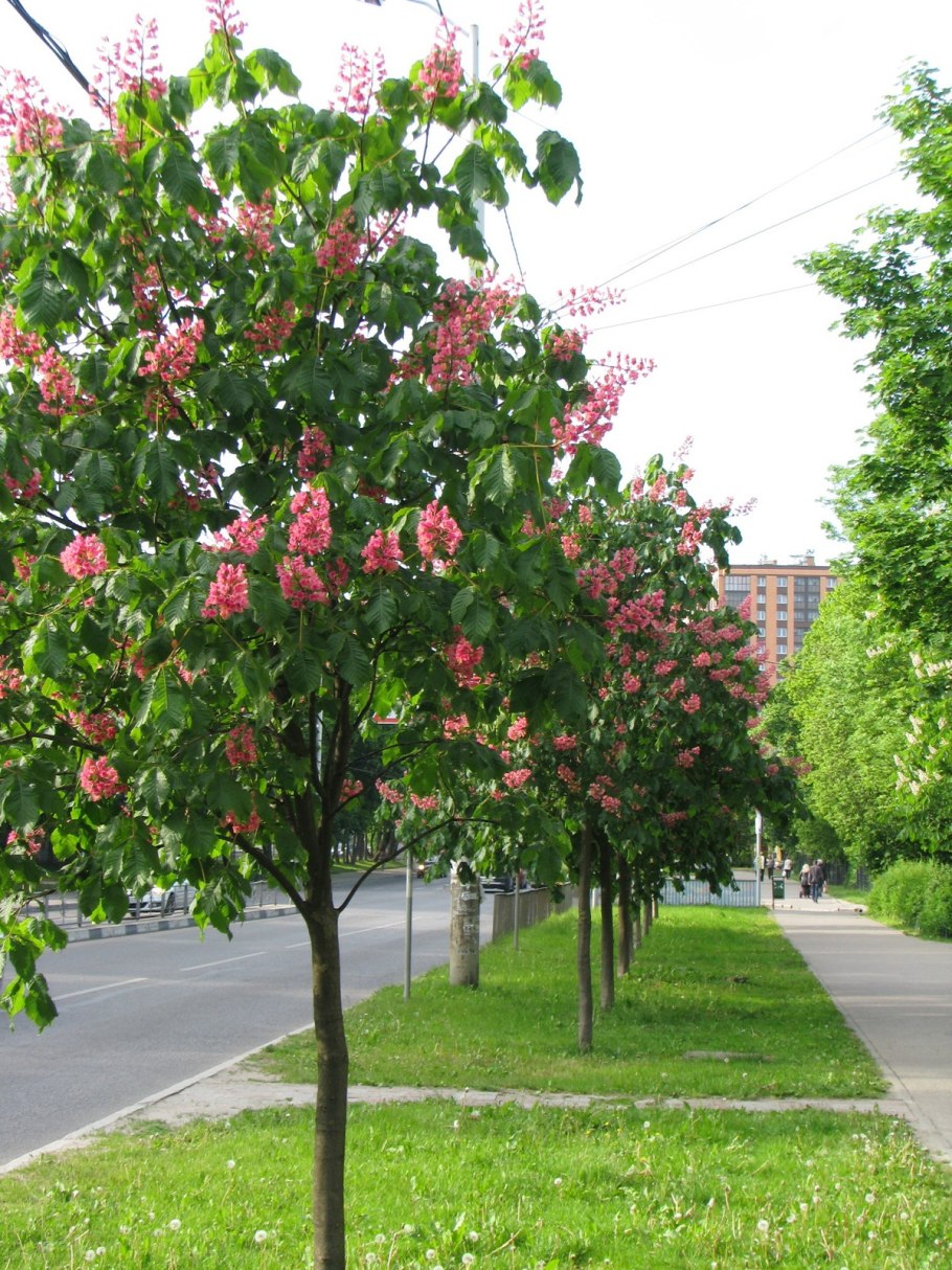 Конский каштан Павия