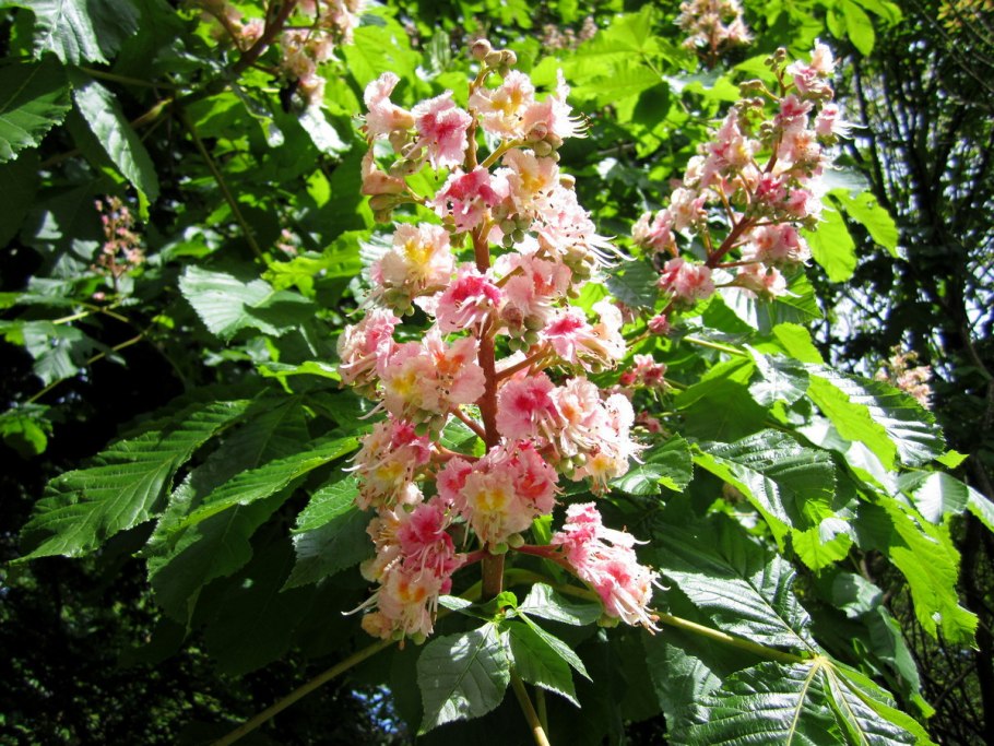 Каштан конский (aesculus)