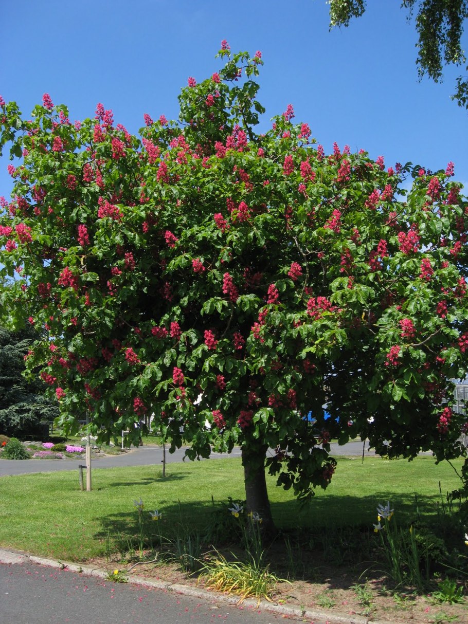 Каштан конский мясокрасный
