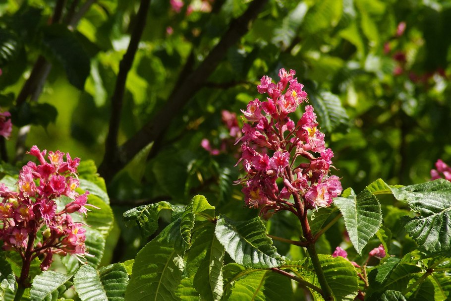 Ко́нский кашта́н кра́сный (мясо-красный, Павия) (Aesculus Pavia)