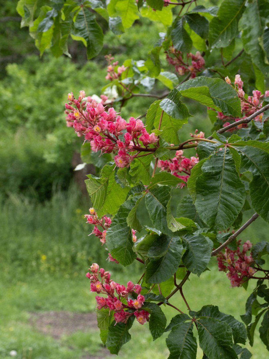 Конский каштан восьмитычинковый