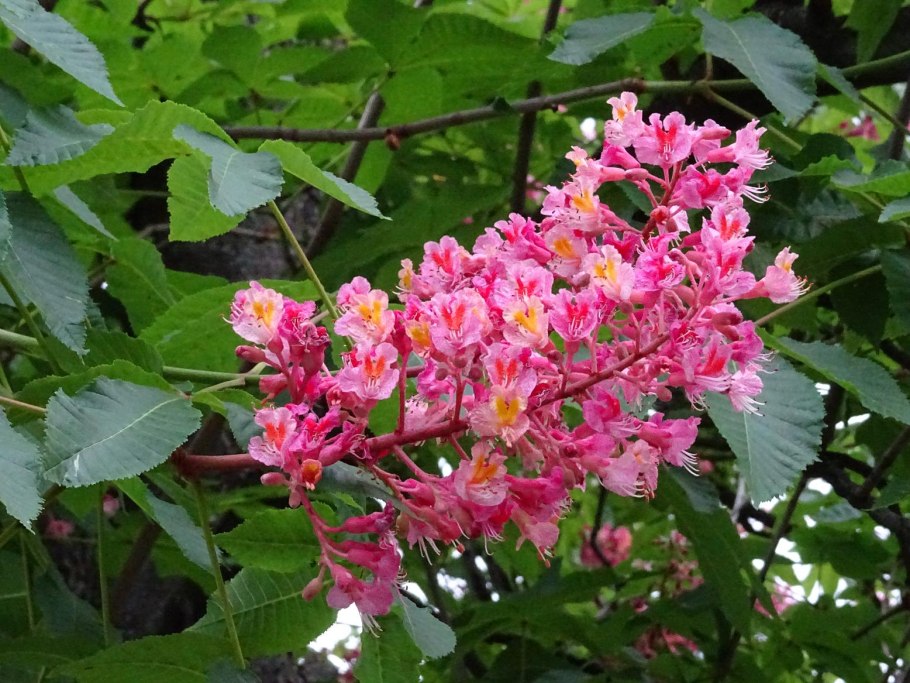 Каштан Бриотти