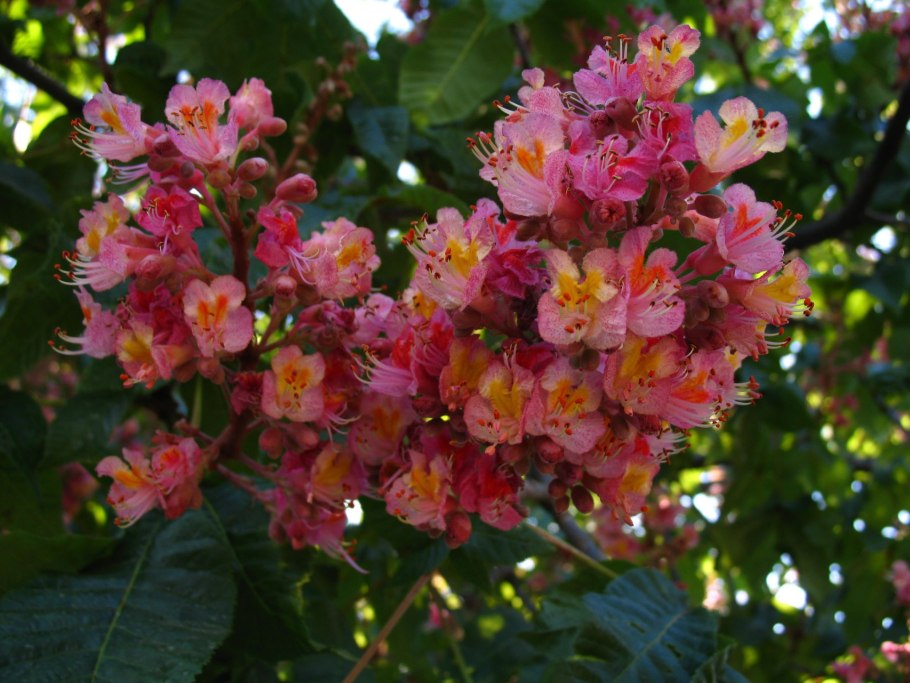 Каштан конский соцветие