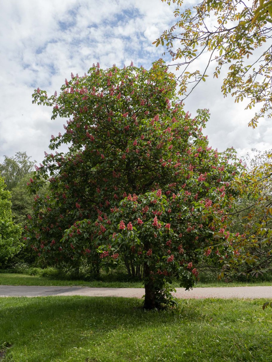 Каштан конский aesculus carnea «briotii»
