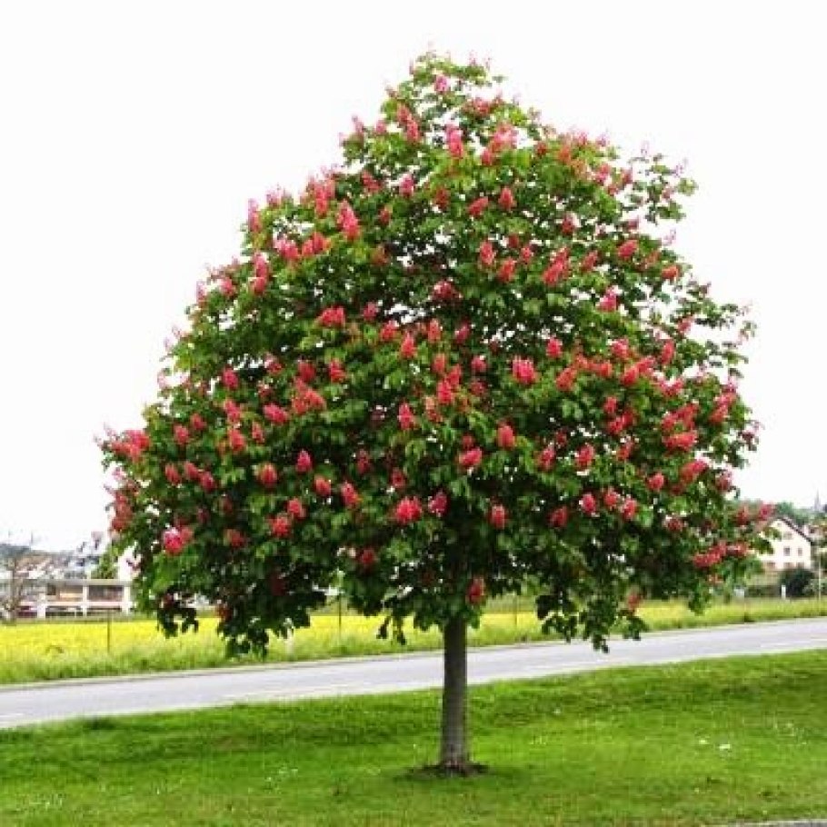 Каштан бриотти