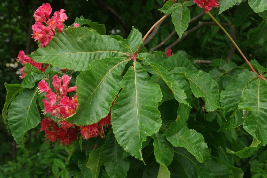 Каштан конский сорт «laciniata»