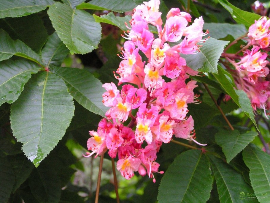 Каштан конский зона USDA