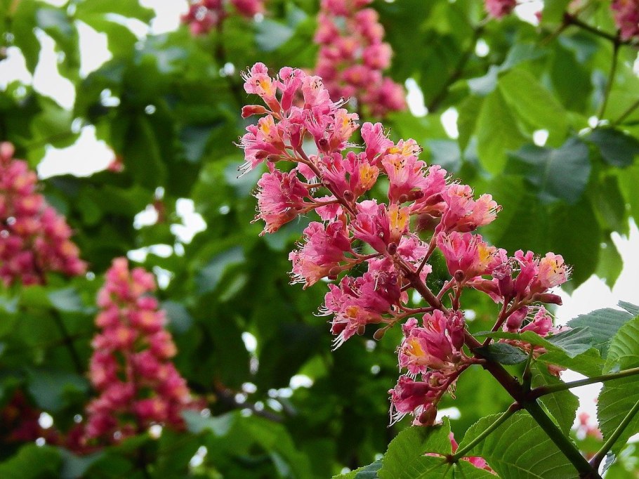 Каштан конский Бриотти