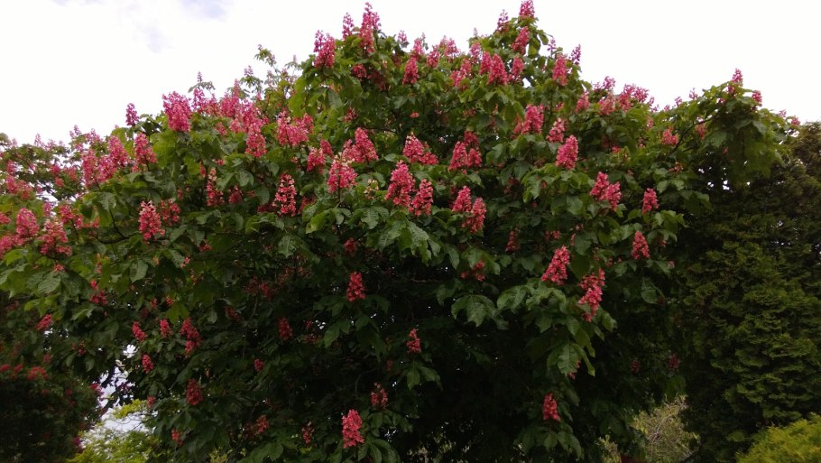 Каштан конский мясо-красный Бриоти