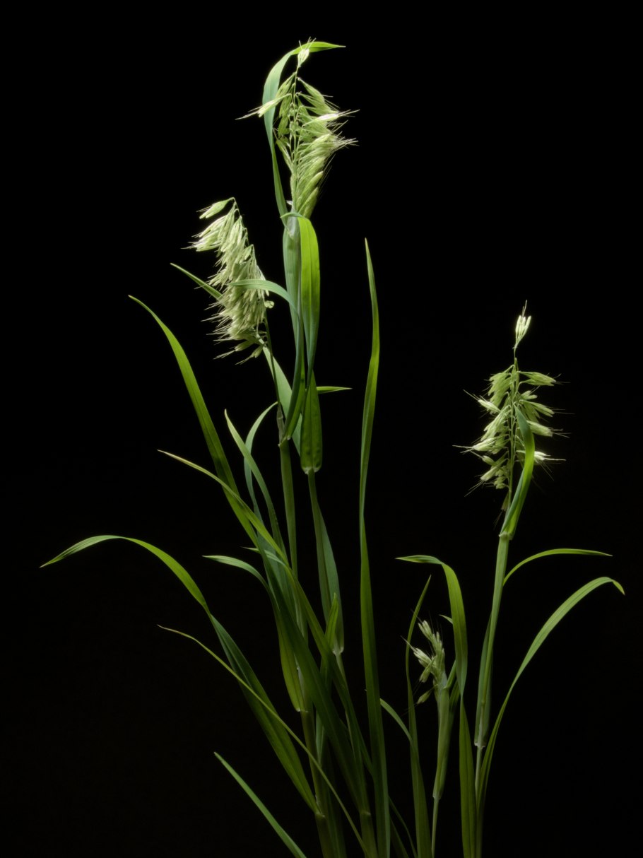 Ламаркия золотистая